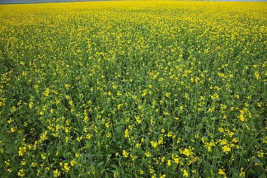 《绿林侠盗：亡命之徒与传奇》“第二赛季 :圣诞节”带来了全新的大淘金模式以及内容丰富的战斗通行证